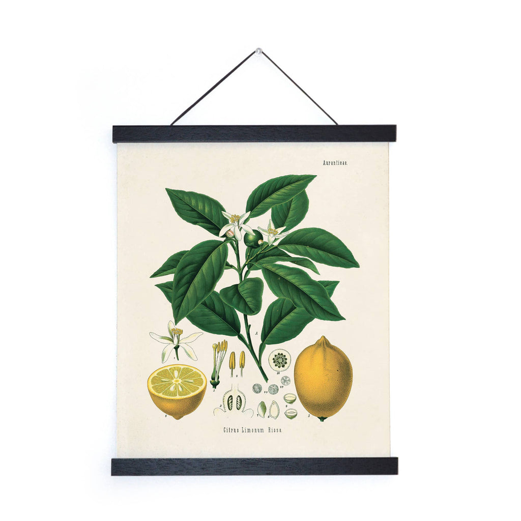 Vintage Botanical Citrus Lemon Print