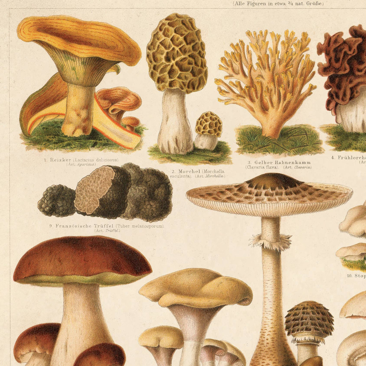 Vintage German Mushroom Pilze 1 Print