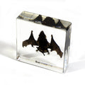 Real Bat Resin Paperweight