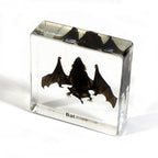 Real Bat Resin Paperweight
