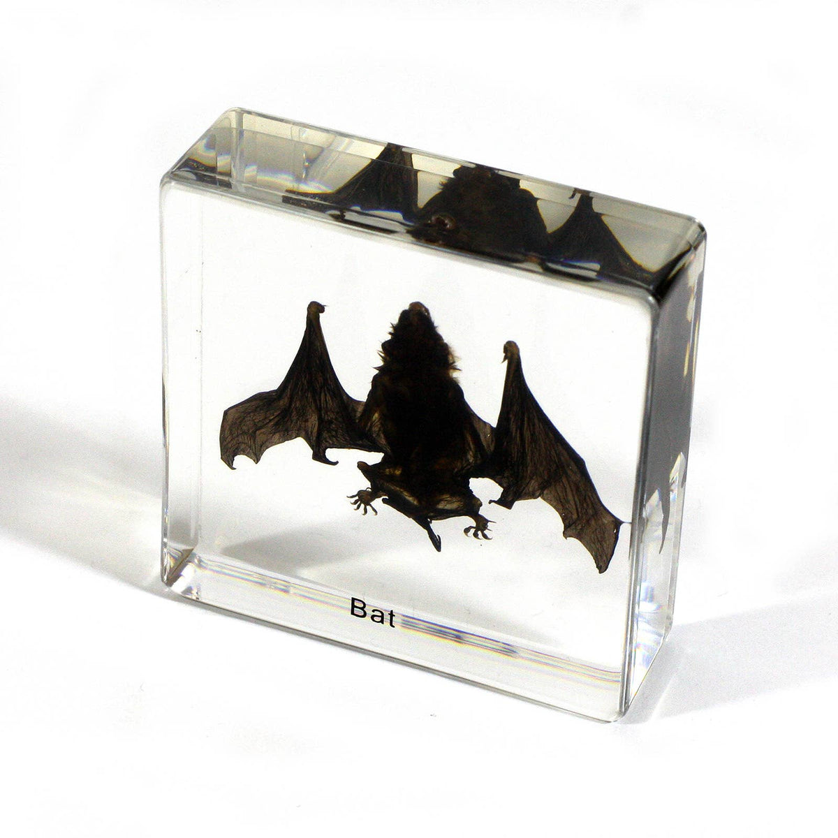 Real Bat Resin Paperweight
