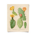 Vintage Botanical Cactus 26 Print