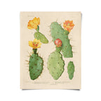 Vintage Botanical Cactus 26 Print