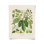 Vintage Botanical Beer Hop Flower Print