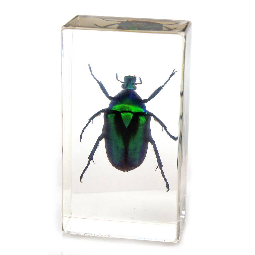 Real Green Chafer Beetle Resin Paperweight