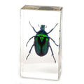 Real Green Chafer Beetle Resin Paperweight