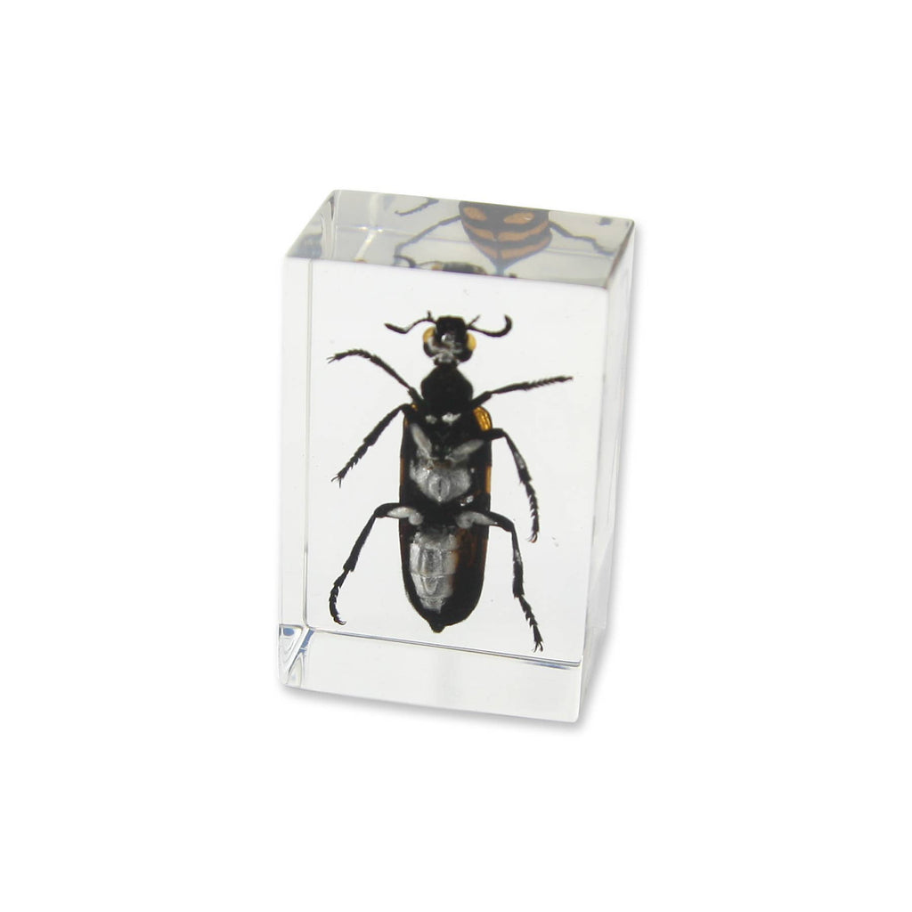 Blister Beetle Resin Paperweight