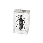 Blister Beetle Resin Paperweight