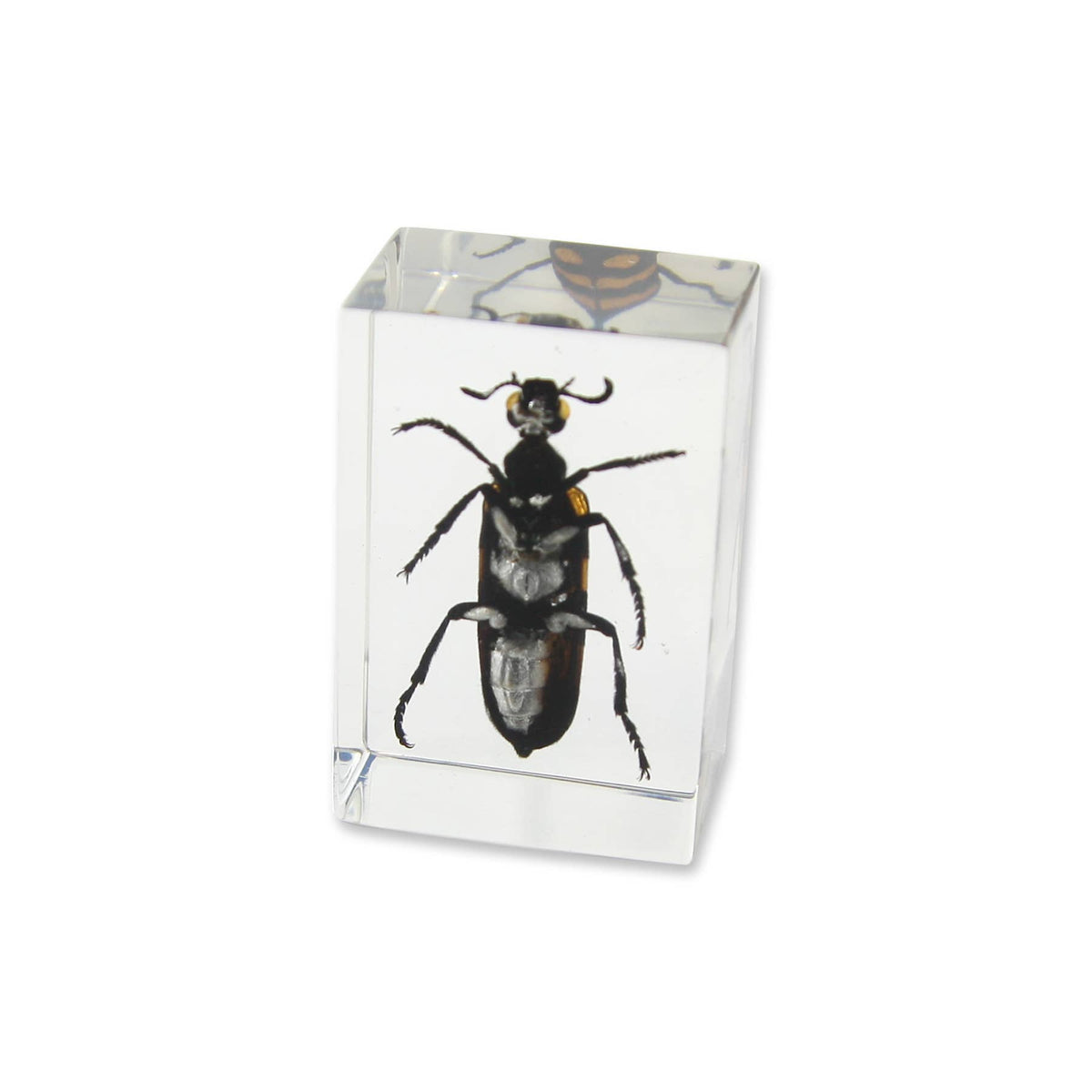 Blister Beetle Resin Paperweight