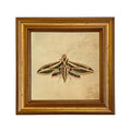 Sphinx Moth Print