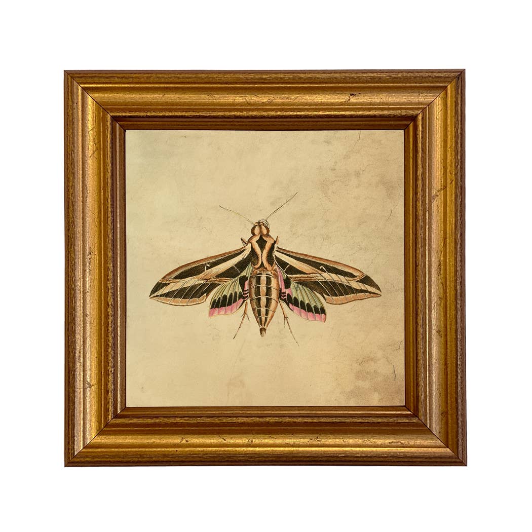 Sphinx Moth Print
