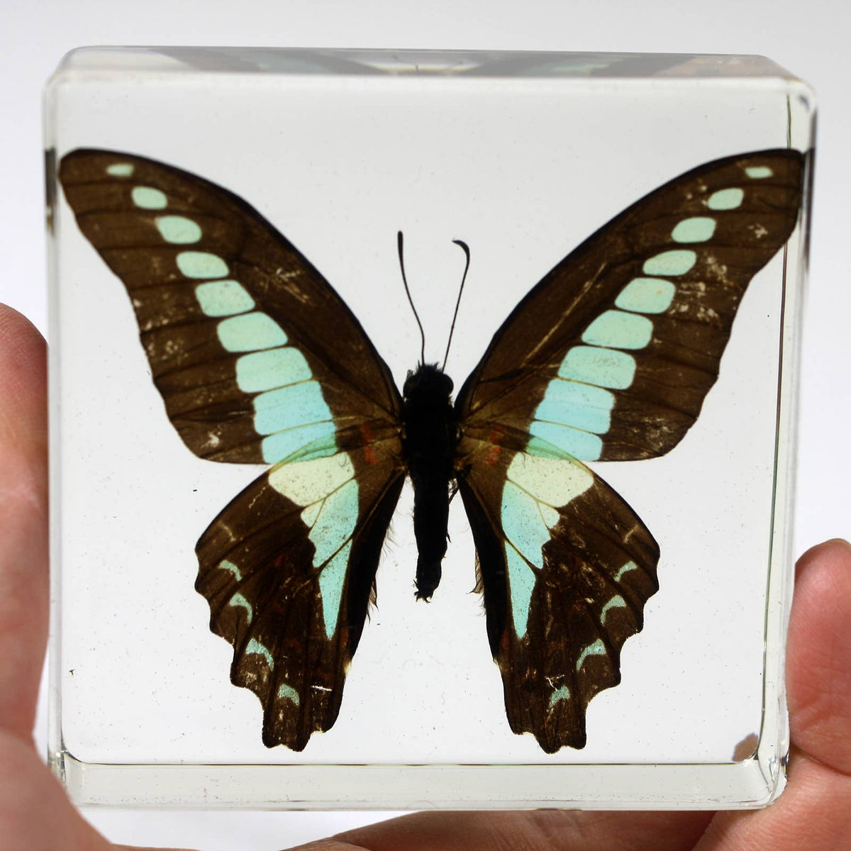 Real Common Blue Bottle Butterfly Resin Paperweight