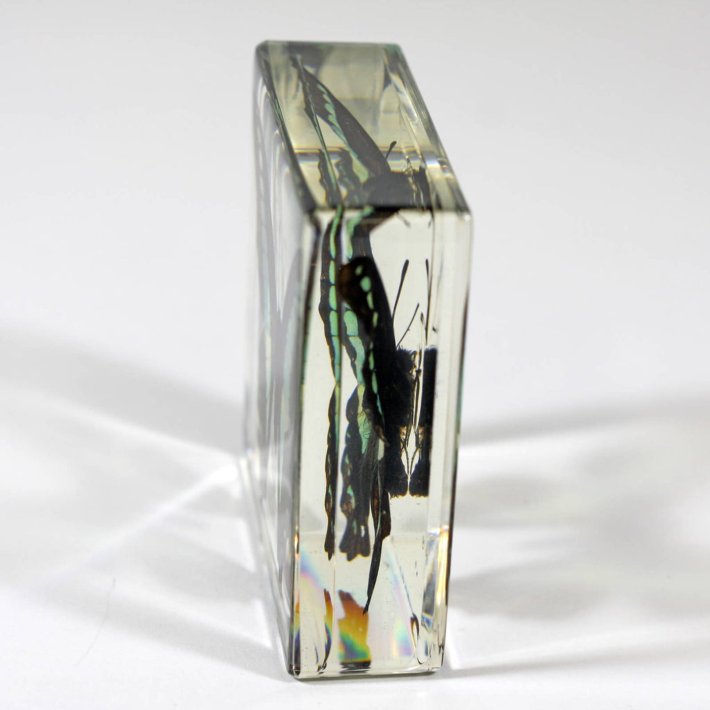 Real Common Blue Bottle Butterfly Resin Paperweight