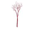 Manzanita Branch