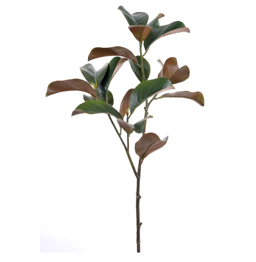 Magnolia Leaf