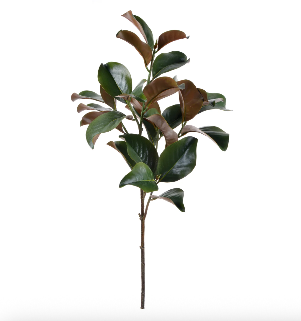 Magnolia Leaf