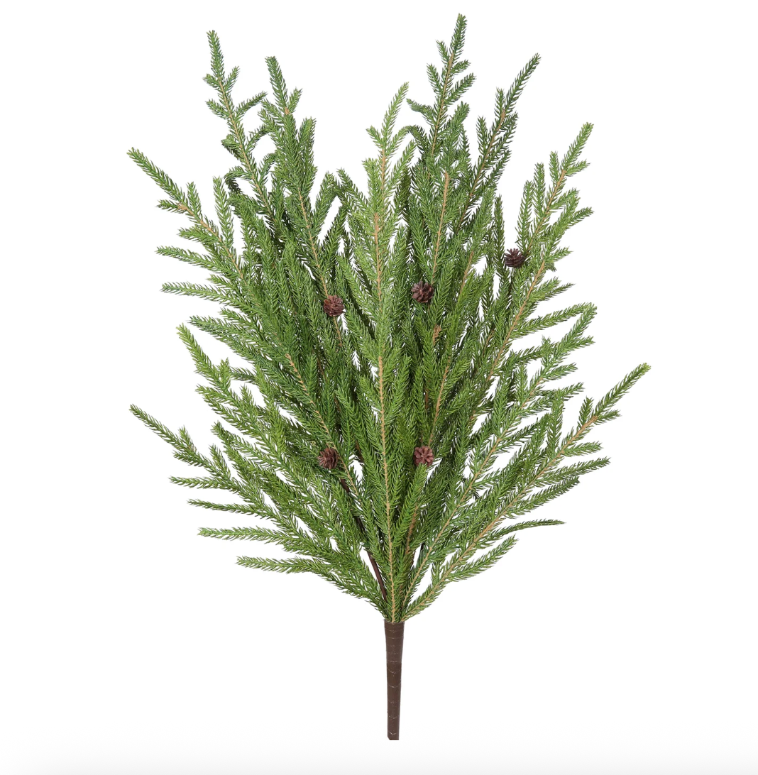 Norfolk Pine Vine