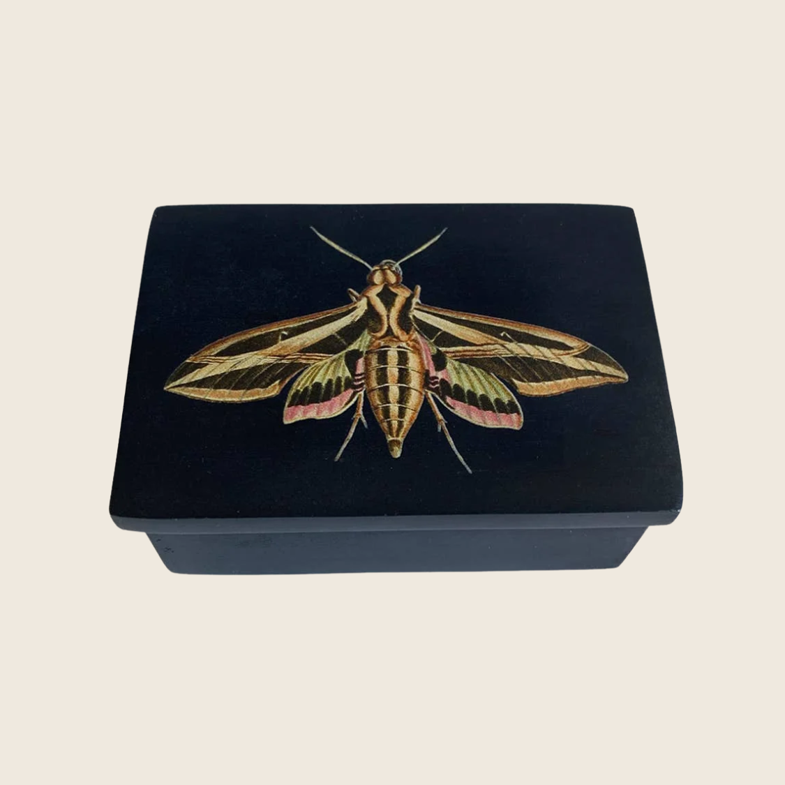Sphinx Moth Black Soapstone Trinket Jewelry | Storage Box