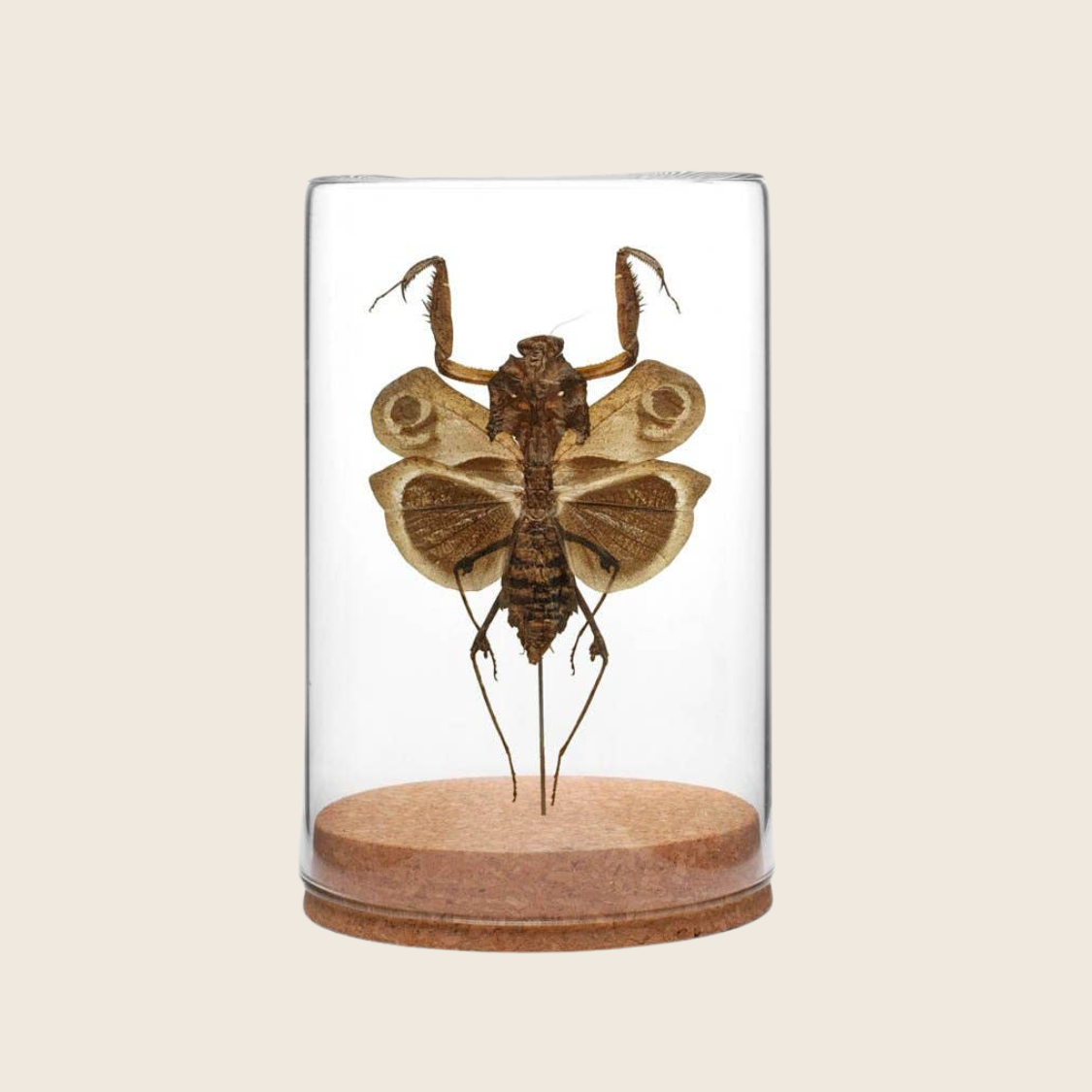 Dead-leaf Mantis Globe