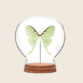Luna Moth Globe