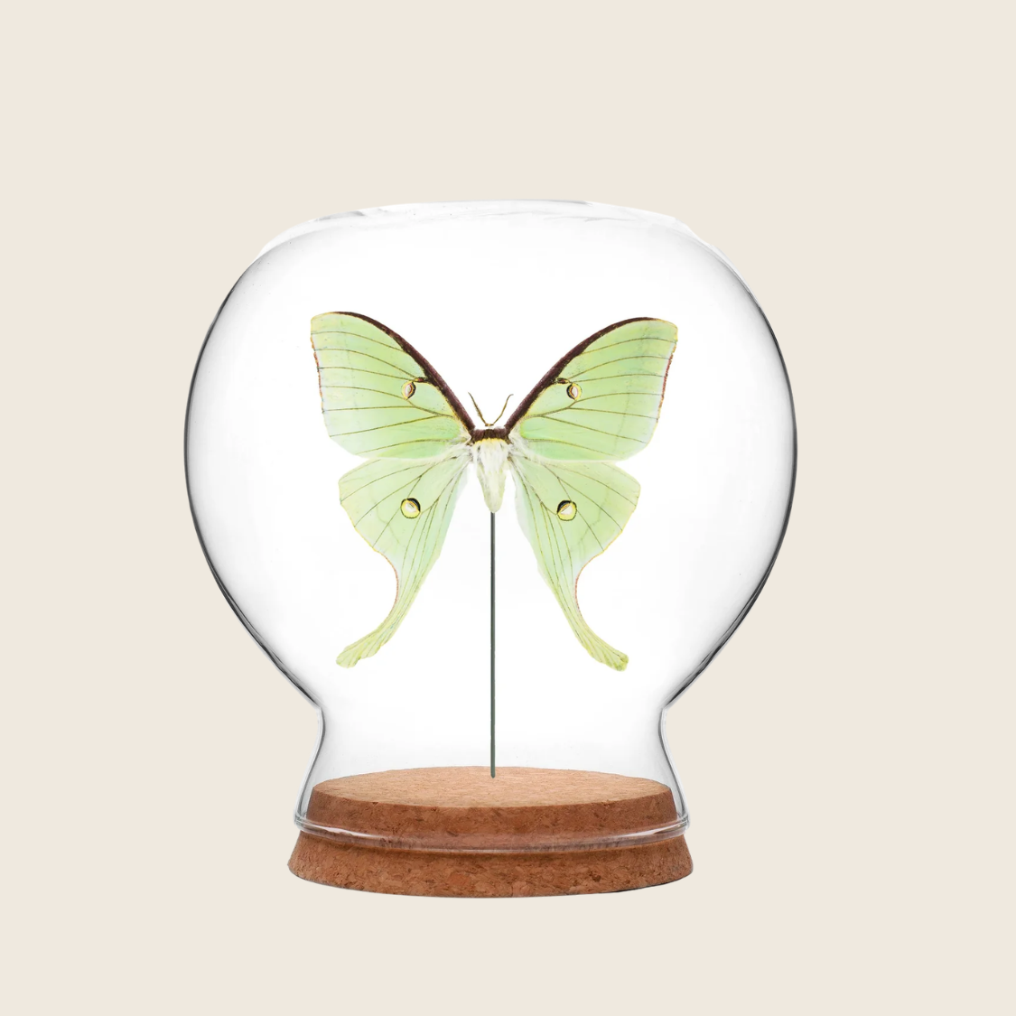 Luna Moth Globe