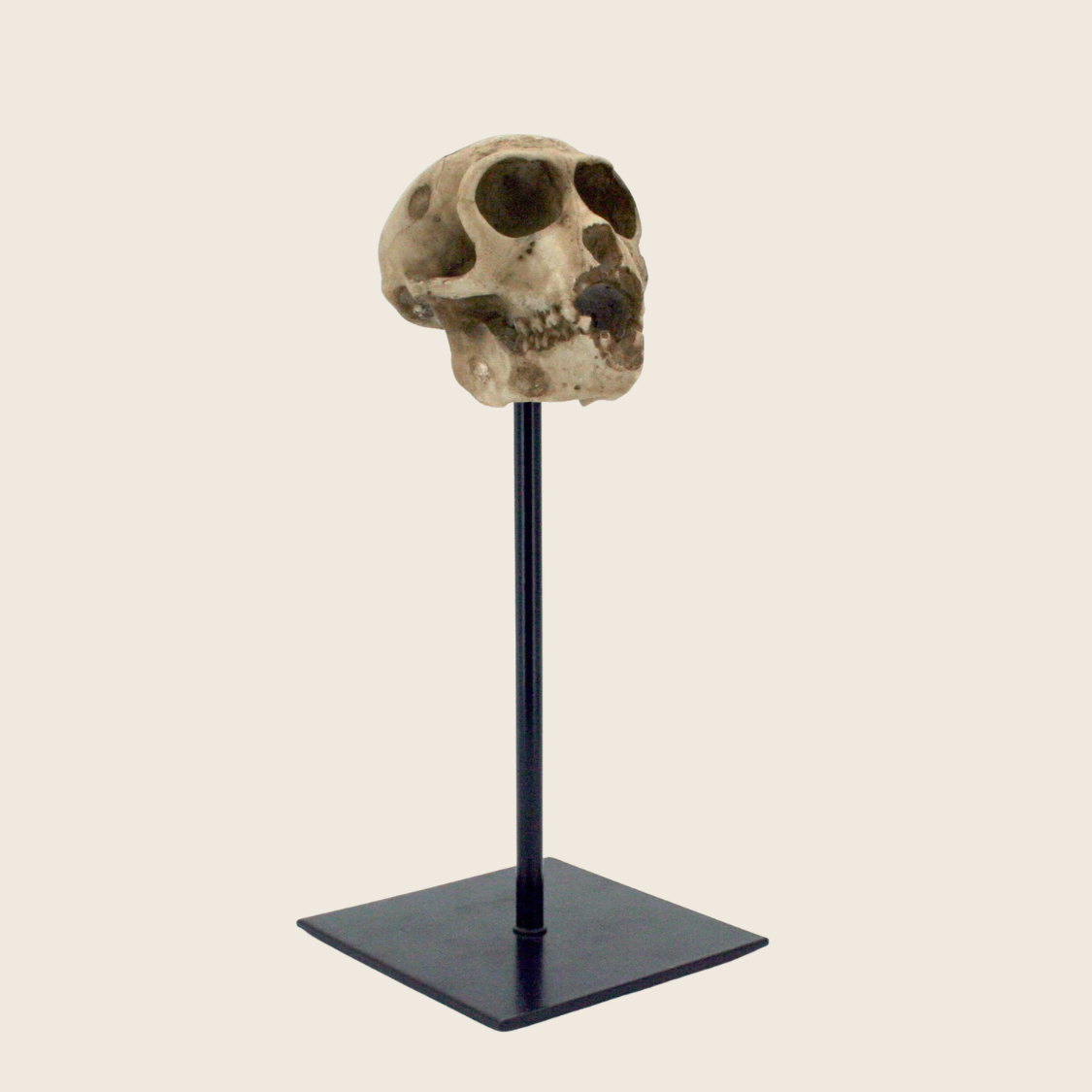 Monkey Skull