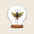 Spotted Hopper Globe