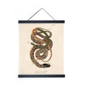 Vintage French Snake Zoology 2 Print w/ frame