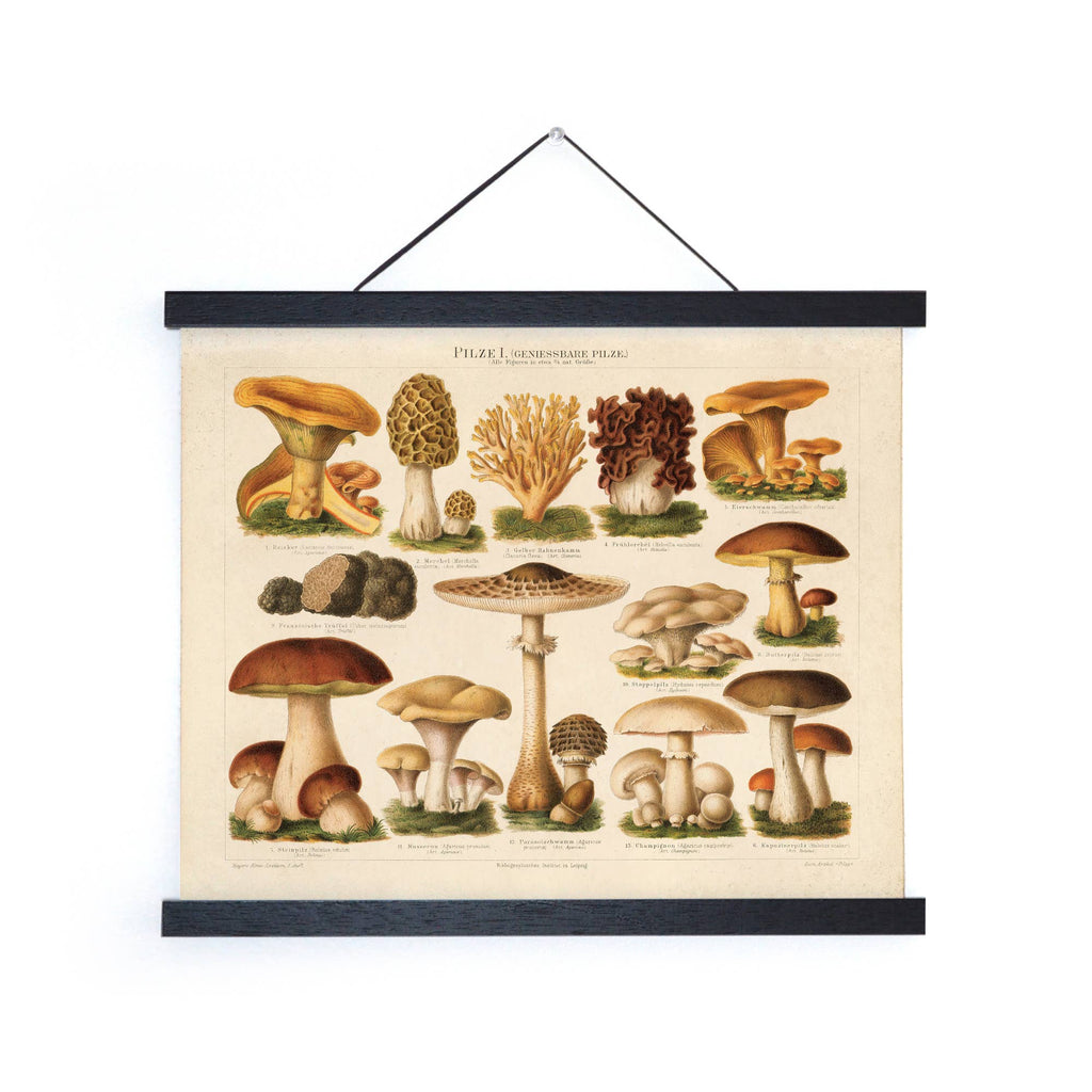 Vintage German Mushroom Pilze 1 Print