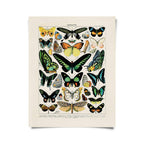 Vintage Millot Butterfly 1 Print