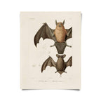 Vintage Mexican Freetail Bat Print w/ Frame