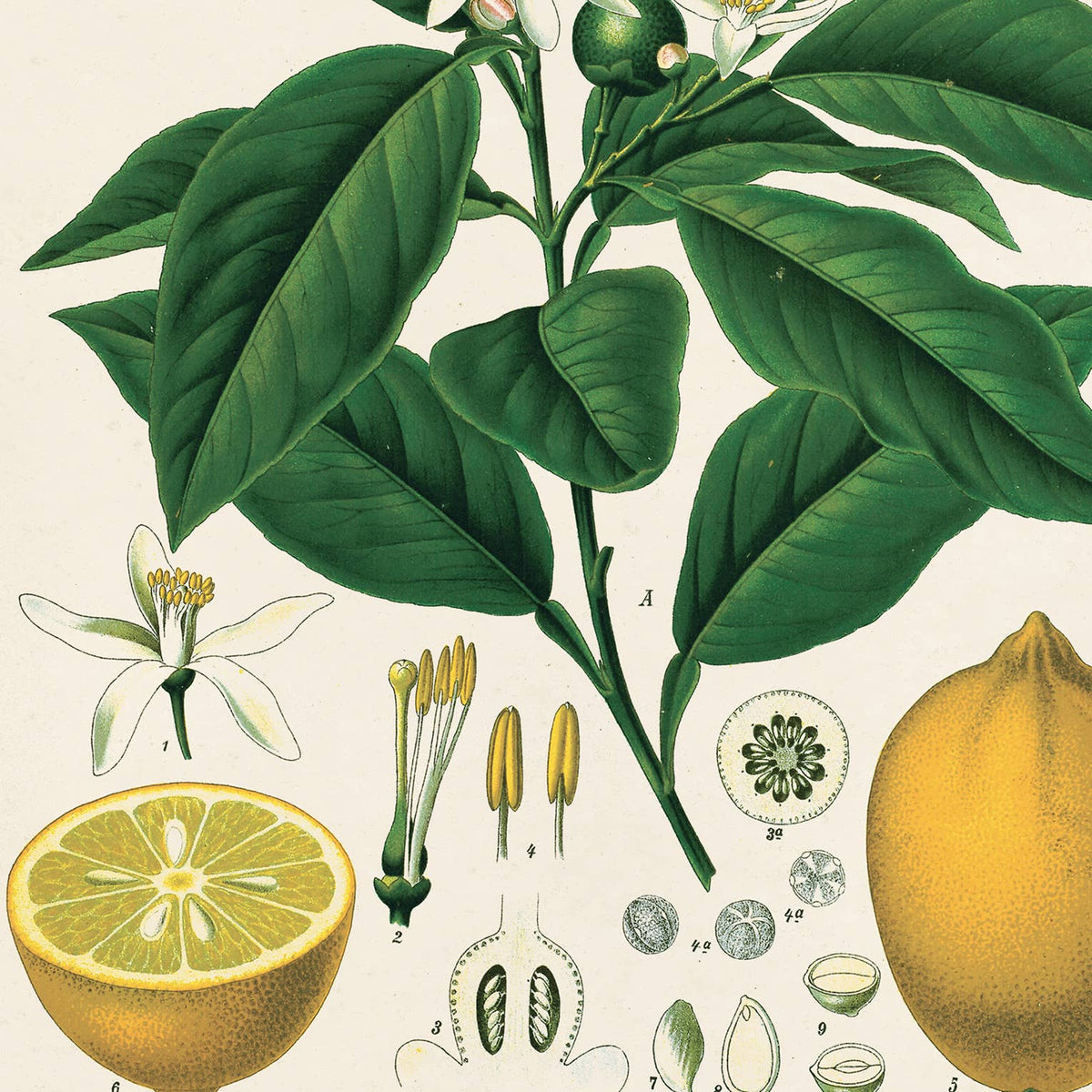Vintage Botanical Citrus Lemon Print