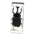 Real Rhinoceros Beetle Resin Paperweight