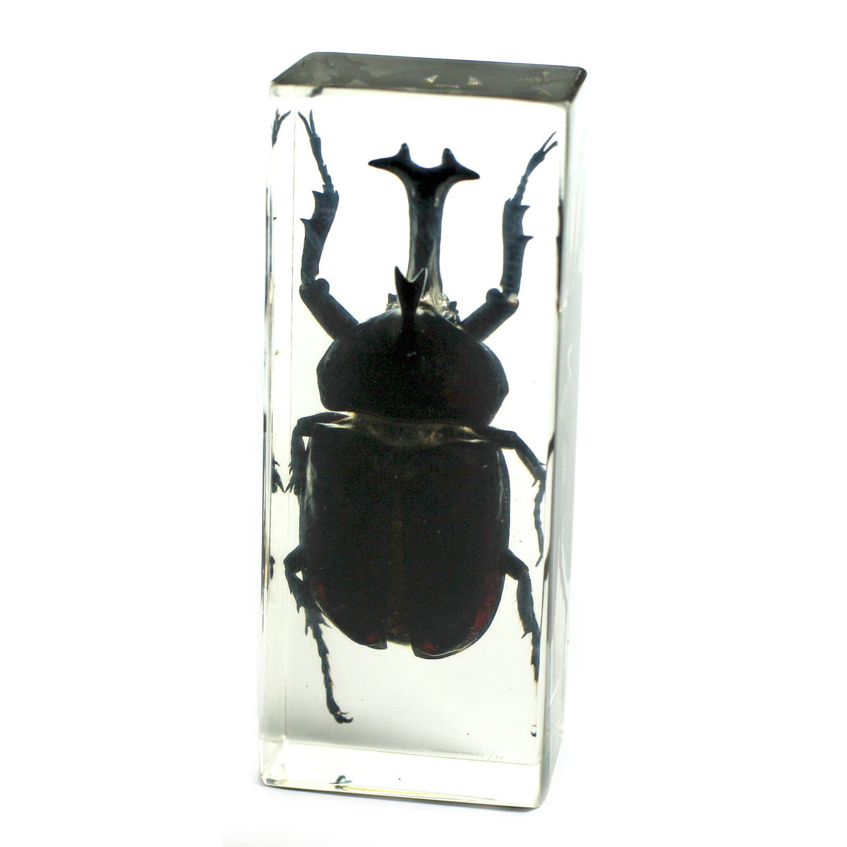 Real Rhinoceros Beetle Resin Paperweight