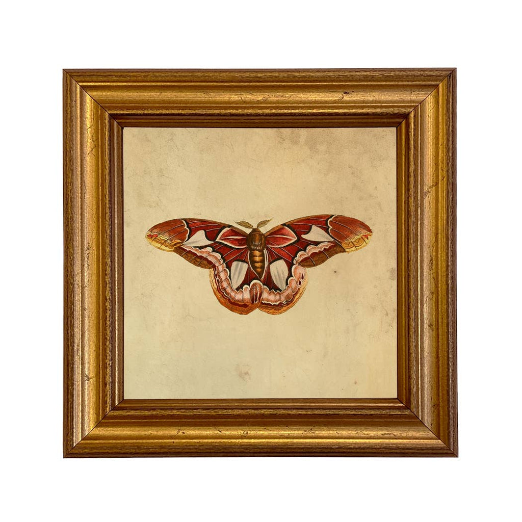 Atlas Moth Print