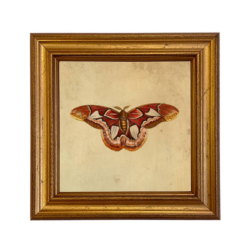 Atlas Moth Print