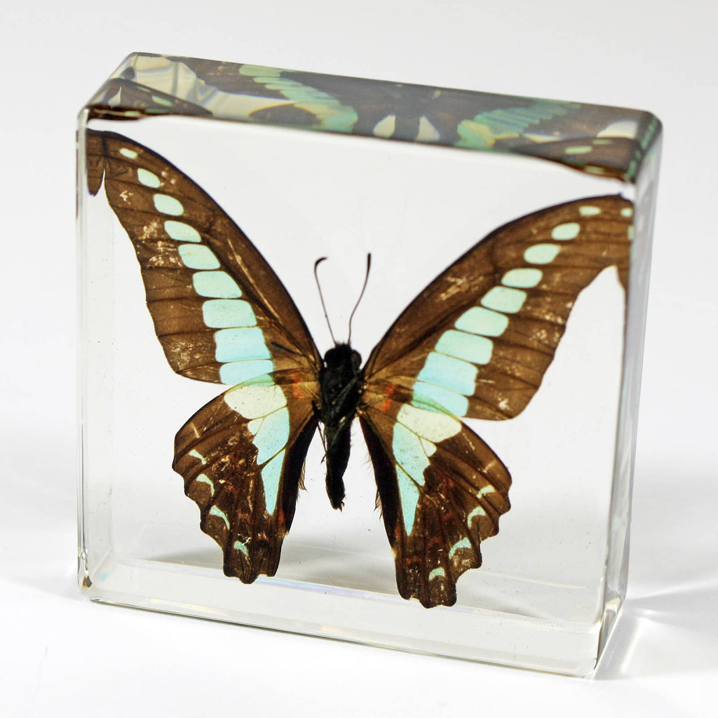 Real Common Blue Bottle Butterfly Resin Paperweight