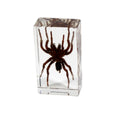 Real Tarantula Resin Paperweight