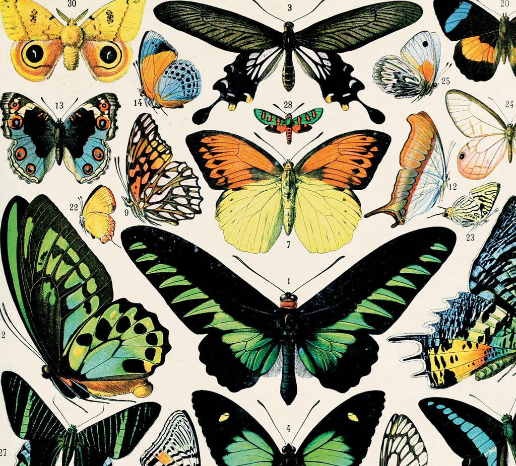 Vintage Millot Butterfly 1 Print