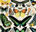Vintage Millot Butterfly 1 Print