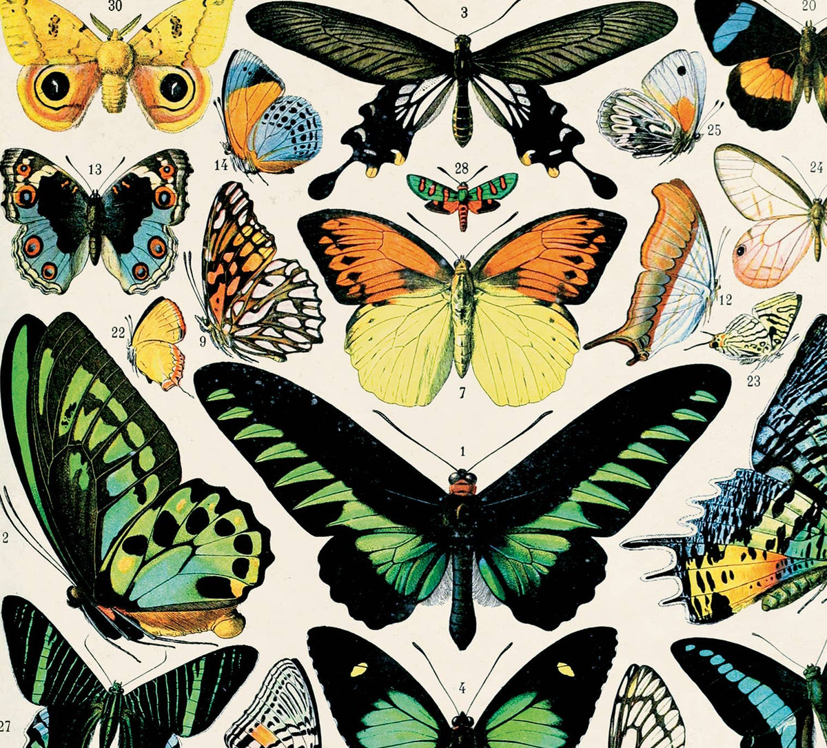 Vintage Millot Butterfly 1 Print