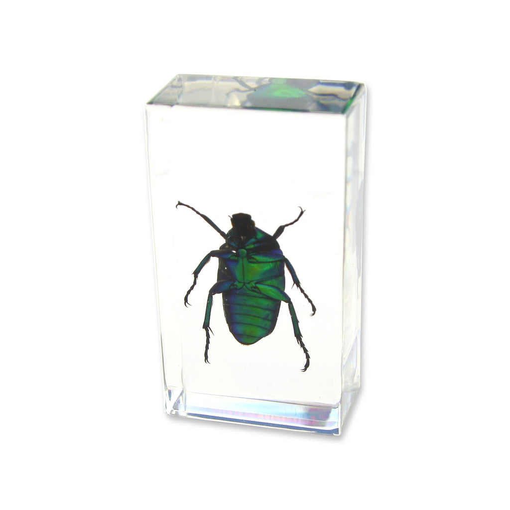 Real Green Chafer Beetle Resin Paperweight