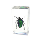 Real Green Chafer Beetle Resin Paperweight
