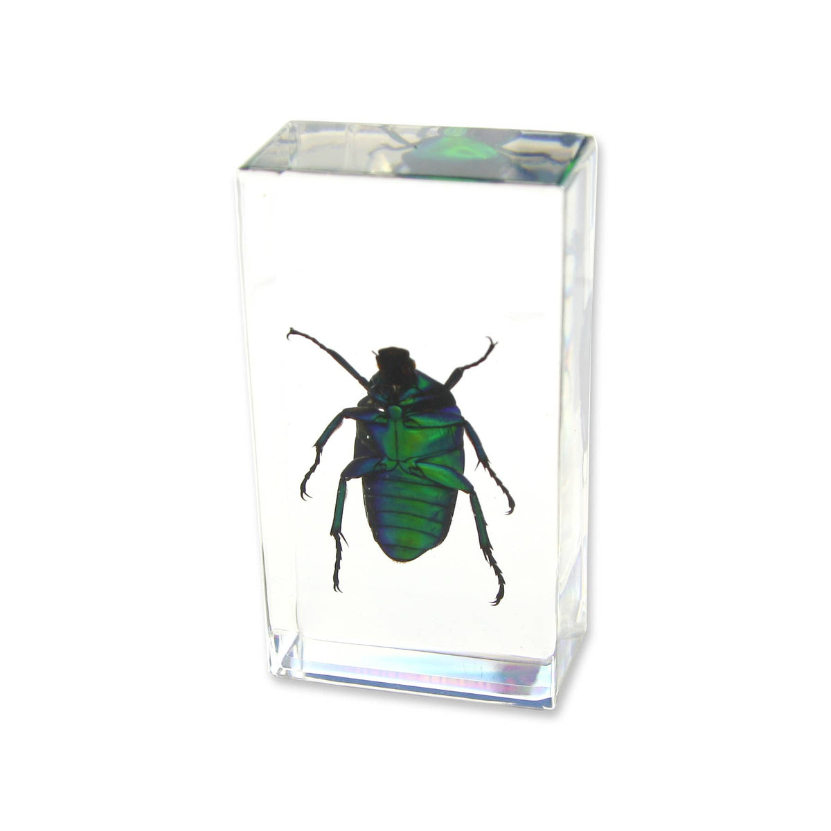 Real Green Chafer Beetle Resin Paperweight