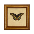 Eastern Black Swallowtail Butterfly Print