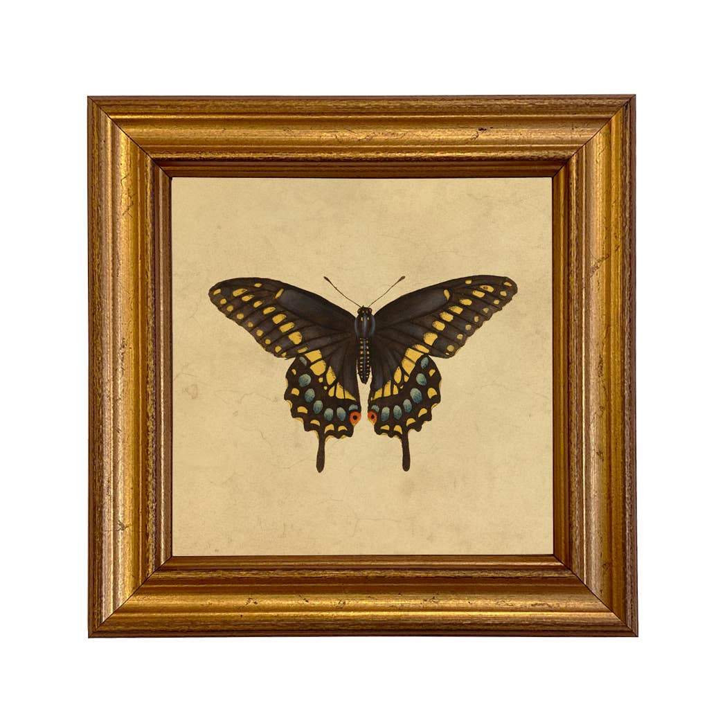 Eastern Black Swallowtail Butterfly Print