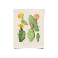 Vintage botanical print of flowering prickly pear cacti with orange and yellow blooms on cream background