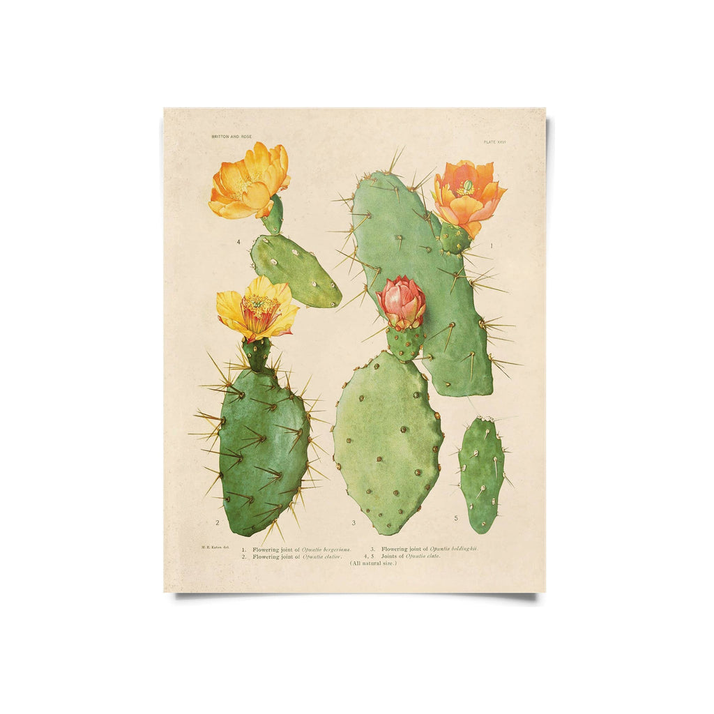 Vintage botanical print of flowering prickly pear cacti, cream background, numbered scientific illustration