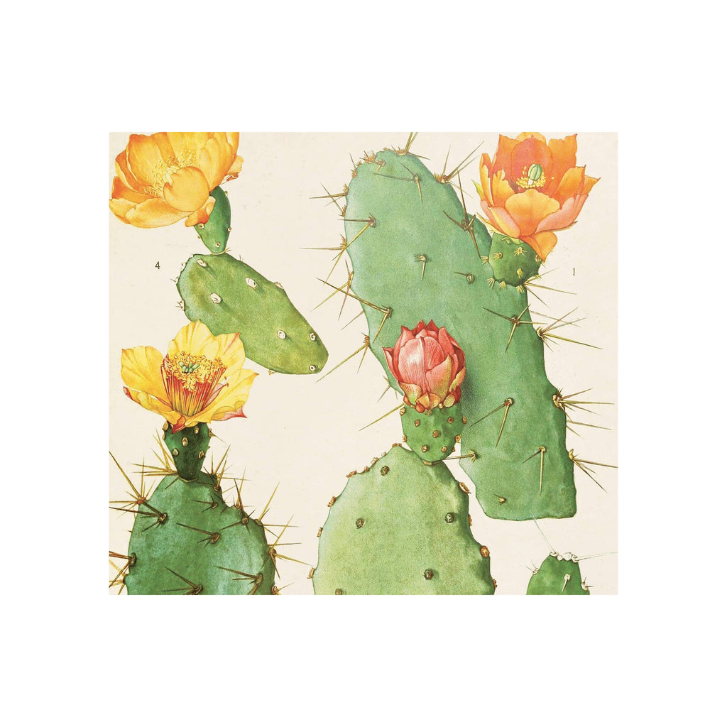 Vintage botanical print of green prickly pear cacti with orange, yellow, and pink blooms
