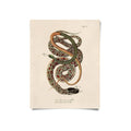 Framed vintage zoology print featuring two intertwined snakes, cream aged-paper background, portrait orientation